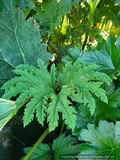 Perennials ~ Gunnera tinctoria, Chilean Rhubarb ~ Dancing Oaks Nursery and Gardens ~ Retail Nursery ~ Mail Order Nursery