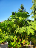 Perennials ~ Gunnera tinctoria, Chilean Rhubarb ~ Dancing Oaks Nursery and Gardens ~ Retail Nursery ~ Mail Order Nursery