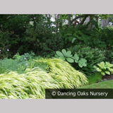 Grasses ~ Hakonechloa macra 'Aureola', Japanese Forest Grass ~ Dancing Oaks Nursery and Gardens ~ Retail Nursery ~ Mail Order Nursery