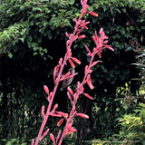 Perennials ~ Hesperaloe parviflora, Red False Agave or Red Yucca ~ Dancing Oaks Nursery and Gardens ~ Retail Nursery ~ Mail Order Nursery