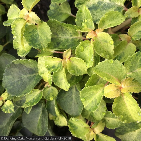 Vines ~ Hydrangea anomala ssp petiolaris 'Kuga Variegated', Kuga Variegated Climbing Hydrangea ~ Dancing Oaks Nursery and Gardens ~ Retail Nursery ~ Mail Order Nursery