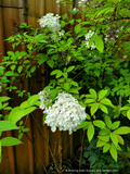 Shrubs ~ Hydrangea paniculata 'Phantom' ~ Dancing Oaks Nursery and Gardens ~ Retail Nursery ~ Mail Order Nursery
