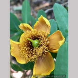 Shrubs ~ Hypericum frondosum 'Sunburst', Sunburst St. Johnswort ~ Dancing Oaks Nursery and Gardens ~ Retail Nursery ~ Mail Order Nursery
