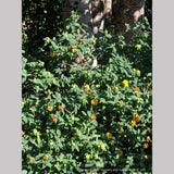 Shrubs ~ Hypericum frondosum 'Sunburst', Sunburst St. Johnswort ~ Dancing Oaks Nursery and Gardens ~ Retail Nursery ~ Mail Order Nursery