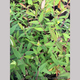 Shrubs ~ Hypericum henryi ssp. uraloides, Shrubby St John's Wort ~ Dancing Oaks Nursery and Gardens ~ Retail Nursery ~ Mail Order Nursery