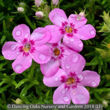 Perennials ~ Phlox 'Star of Heaven', Moss Phlox ~ Dancing Oaks Nursery and Gardens ~ Retail Nursery ~ Mail Order Nursery