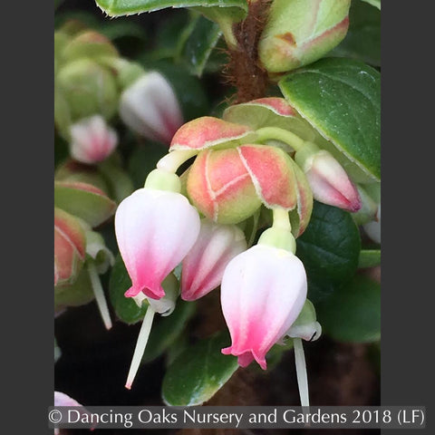 Shrubs ~ Vaccinium nummularia, Coin Whortleberry ~ Dancing Oaks Nursery and Gardens ~ Retail Nursery ~ Mail Order Nursery