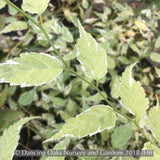 Shrubs ~ Kerria japonica 'Variegata', Variegated Japanese Kerria ~ Dancing Oaks Nursery and Gardens ~ Retail Nursery ~ Mail Order Nursery