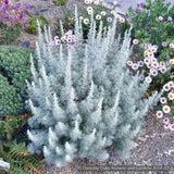 Perennials ~ Artemisia alba 'Canascens' (syn A. splendens), Wormwood ~ Dancing Oaks Nursery and Gardens ~ Retail Nursery ~ Mail Order Nursery