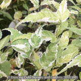 Shrubs ~ Kerria japonica 'Variegata', Variegated Japanese Kerria ~ Dancing Oaks Nursery and Gardens ~ Retail Nursery ~ Mail Order Nursery