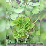 Perennials ~ Thalictrum rochebruneanum, Meadow Rue ~ Dancing Oaks Nursery and Gardens ~ Retail Nursery ~ Mail Order Nursery