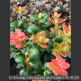 Shrubs ~ Vaccinium nummularia, Coin Whortleberry ~ Dancing Oaks Nursery and Gardens ~ Retail Nursery ~ Mail Order Nursery