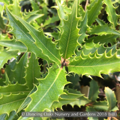 Shrubs ~ Osmanthus armatus 'Jim Porter', Toothed Sweet Olive ~ Dancing Oaks Nursery and Gardens ~ Retail Nursery ~ Mail Order Nursery