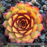 Perennials ~ Sempervivum 'Gold Nugget', Hen & Chicks ~ Dancing Oaks Nursery and Gardens ~ Retail Nursery ~ Mail Order Nursery
