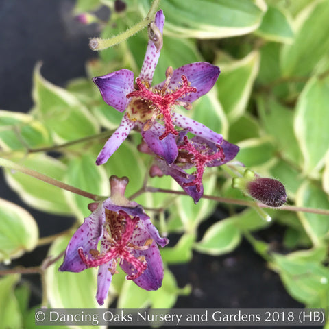 Perennials ~ Tricyrtis formosana 'Autumn Glow', Toad Lily ~ Dancing Oaks Nursery and Gardens ~ Retail Nursery ~ Mail Order Nursery