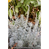 Perennials ~ Artemisia alba 'Canascens' (syn A. splendens), Wormwood ~ Dancing Oaks Nursery and Gardens ~ Retail Nursery ~ Mail Order Nursery