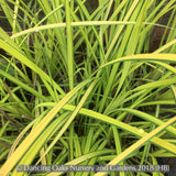 Grasses ~ Carex elata 'Bowles Golden', Bowles Golden Sedge ~ Dancing Oaks Nursery and Gardens ~ Retail Nursery ~ Mail Order Nursery