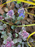 Ground Covers ~ Ajuga reptans 'Burgundy Glow', Bugleweed ~ Dancing Oaks Nursery and Gardens ~ Retail Nursery ~ Mail Order Nursery