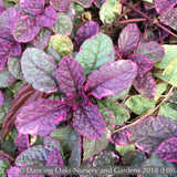 Ground Covers ~ Ajuga reptans 'Burgundy Glow', Bugleweed ~ Dancing Oaks Nursery and Gardens ~ Retail Nursery ~ Mail Order Nursery