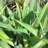 Perennials ~ Beschorneria septentrionalis, Red False Agave ~ Dancing Oaks Nursery and Gardens ~ Retail Nursery ~ Mail Order Nursery