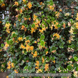 Ground Covers ~ Lonicera crassifolia, Evergreen Honeysuckle ~ Dancing Oaks Nursery and Gardens ~ Retail Nursery ~ Mail Order Nursery