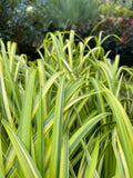 Grasses ~ Acorus gramineus 'Ogon', Variegated Sweet Flag ~ Dancing Oaks Nursery and Gardens ~ Retail Nursery ~ Mail Order Nursery