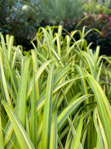 Grasses ~ Acorus gramineus 'Ogon', Variegated Sweet Flag ~ Dancing Oaks Nursery and Gardens ~ Retail Nursery ~ Mail Order Nursery