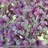 Ground Covers ~ Ajuga reptans 'Burgundy Glow', Bugleweed ~ Dancing Oaks Nursery and Gardens ~ Retail Nursery ~ Mail Order Nursery