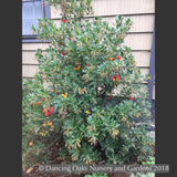 Shrubs ~ Arbutus unedo 'Oktoberfest', Strawberry Tree ~ Dancing Oaks Nursery and Gardens ~ Retail Nursery ~ Mail Order Nursery
