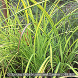 Grasses ~ Carex elata 'Bowles Golden', Bowles Golden Sedge ~ Dancing Oaks Nursery and Gardens ~ Retail Nursery ~ Mail Order Nursery