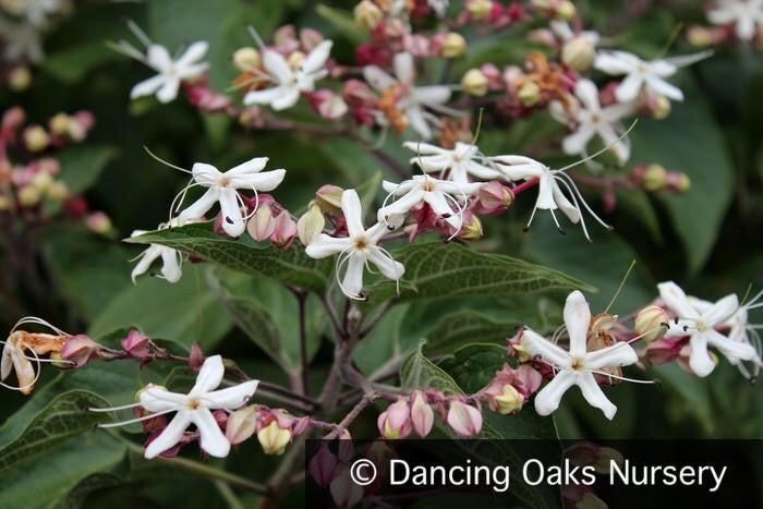 Clerodendrum trichotomum 'Carnival', Variegated Harlequin Glory Bower –  Dancing Oaks Nursery and Gardens