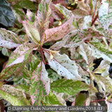 Shrubs ~ Clethra barbinervis 'Takeda Nishiki ~ Dancing Oaks Nursery and Gardens ~ Retail Nursery ~ Mail Order Nursery