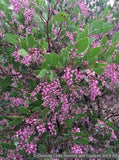 Shrubs ~ Arctostaphylos x 'Sonoma', Manzanita ~ Dancing Oaks Nursery and Gardens ~ Retail Nursery ~ Mail Order Nursery