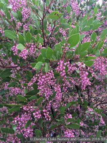 Shrubs ~ Arctostaphylos x 'Sonoma', Manzanita ~ Dancing Oaks Nursery and Gardens ~ Retail Nursery ~ Mail Order Nursery