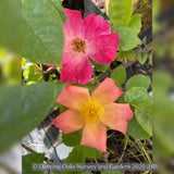 Shrubs ~ Rosa 'Radway Sunrise', Shrub Rose ~ Dancing Oaks Nursery and Gardens ~ Retail Nursery ~ Mail Order Nursery