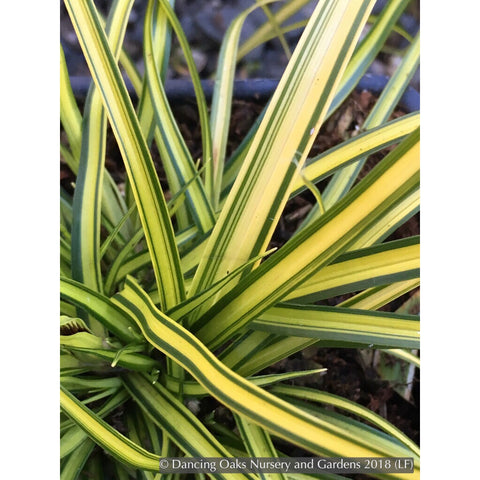 Grasses ~ Carex oshimensis EverColor® 'Eversheen', Eversheen Sedge ~ Dancing Oaks Nursery and Gardens ~ Retail Nursery ~ Mail Order Nursery