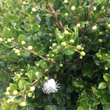 Shrubs ~ Luma apiculata, Chilean Myrtle ~ Dancing Oaks Nursery and Gardens ~ Retail Nursery ~ Mail Order Nursery