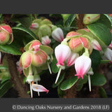 Shrubs ~ Vaccinium nummularia, Coin Whortleberry ~ Dancing Oaks Nursery and Gardens ~ Retail Nursery ~ Mail Order Nursery