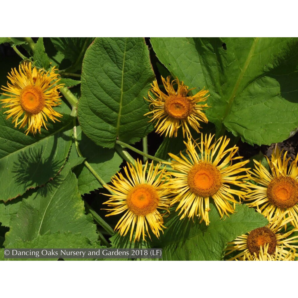 Perennials ~ Telekia speciosa (syn. Buphthalum speciosa), Heartleaf Oxeye Daisy ~ Dancing Oaks Nursery and Gardens ~ Retail Nursery ~ Mail Order Nursery