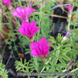 Perennials ~ Oxalis hirta, Trailing Oxalis ~ Dancing Oaks Nursery and Gardens ~ Retail Nursery ~ Mail Order Nursery