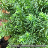 Shrubs ~ Cryptomeria japonica 'Vilmoriniana', Vilmorin's Japanese Cedar ~ Dancing Oaks Nursery and Gardens ~ Retail Nursery ~ Mail Order Nursery