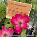 Shrubs ~ Rosa 'Radway Sunrise', Shrub Rose ~ Dancing Oaks Nursery and Gardens ~ Retail Nursery ~ Mail Order Nursery