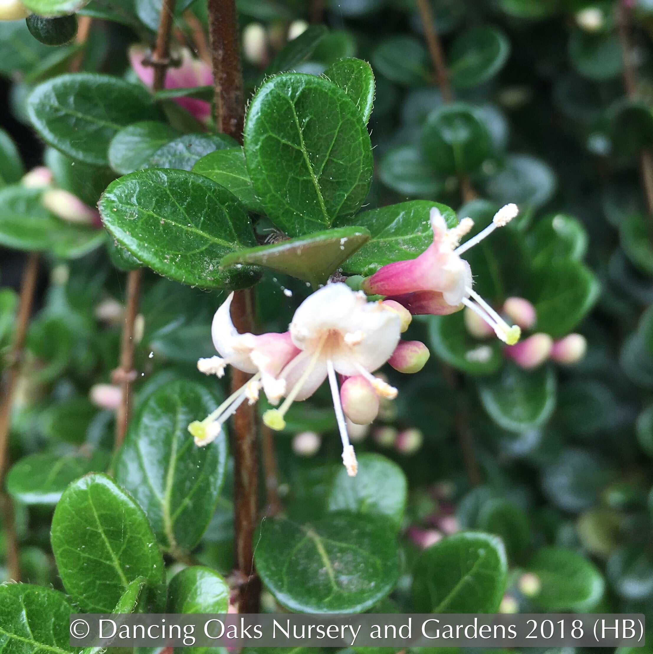 Lonicera crassifolia, Evergreen Honeysuckle – Dancing Oaks Nursery