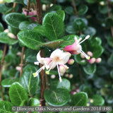 Ground Covers ~ Lonicera crassifolia, Evergreen Honeysuckle ~ Dancing Oaks Nursery and Gardens ~ Retail Nursery ~ Mail Order Nursery