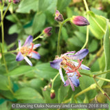 Perennials ~ Tricyrtis 'Seiryu', Seiryu Taiwanese Toad Lily ~ Dancing Oaks Nursery and Gardens ~ Retail Nursery ~ Mail Order Nursery