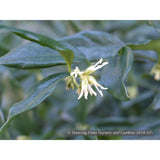 Shrubs ~ Sarcococca ruscifolia, Sweet Box ~ Dancing Oaks Nursery and Gardens ~ Retail Nursery ~ Mail Order Nursery