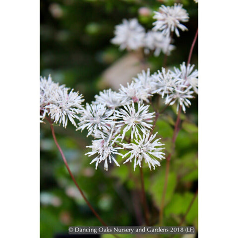 Perennials ~ Thalictrum filamentosum, Meadow Rue ~ Dancing Oaks Nursery and Gardens ~ Retail Nursery ~ Mail Order Nursery