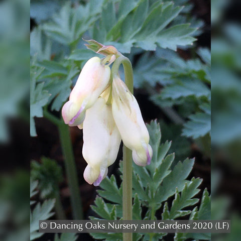 Perennials ~ Dicentra formosa 'Langtrees', Bleeding Heart ~ Dancing Oaks Nursery and Gardens ~ Retail Nursery ~ Mail Order Nursery