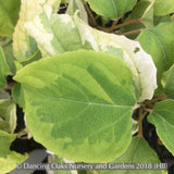 Trees ~ Clerodendrum trichotomum 'Carnival', Variegated Glory Bower ~ Dancing Oaks Nursery and Gardens ~ Retail Nursery ~ Mail Order Nursery