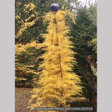 Vines ~ Asparagus verticillatus, Climbing Asparagus ~ Dancing Oaks Nursery and Gardens ~ Retail Nursery ~ Mail Order Nursery
